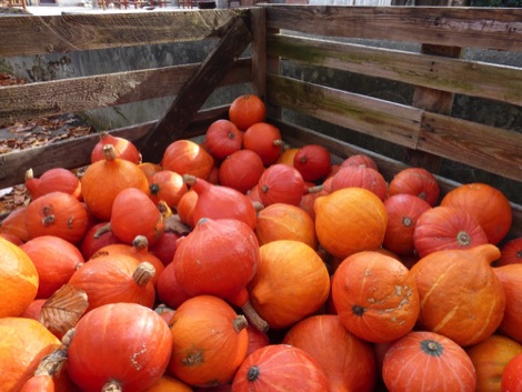 Pumpkins, Meise Plantentuin